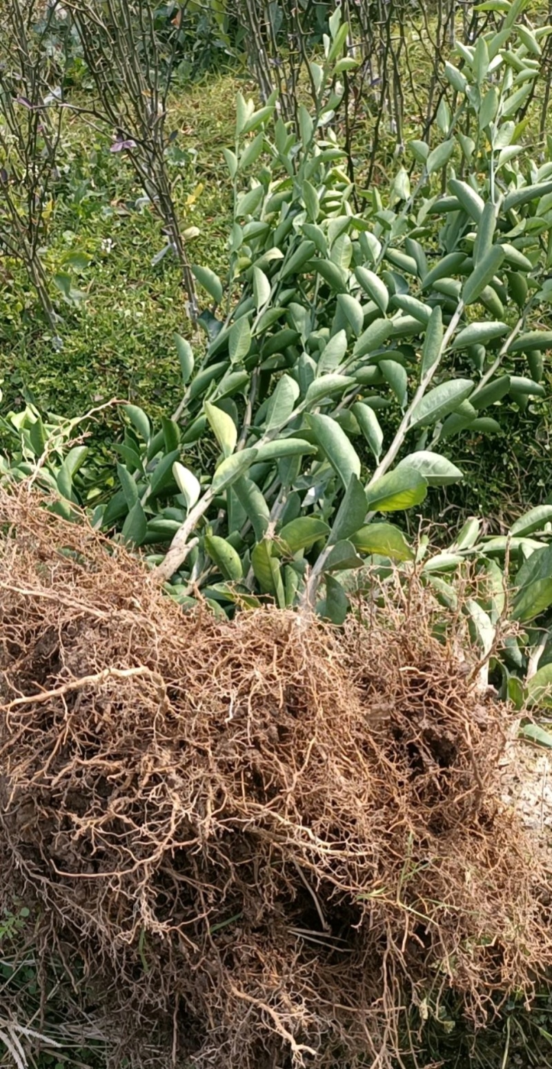 赣南脐橙苗育苗基地直发，品种齐全，成活率高，品质保证