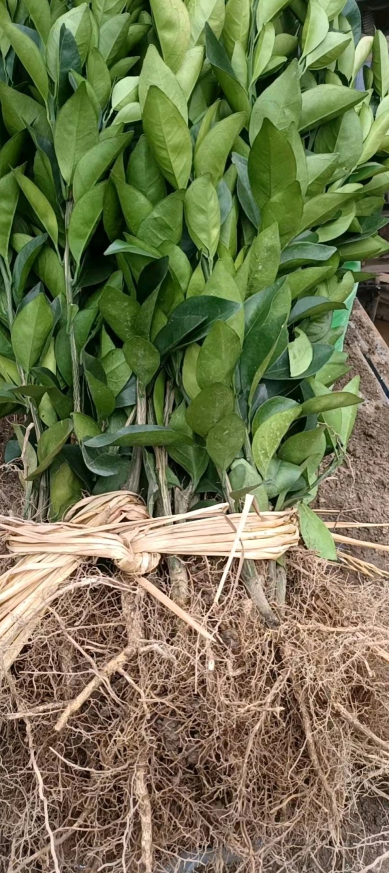 赣南脐橙苗育苗基地直发，品种齐全，成活率高，品质保证
