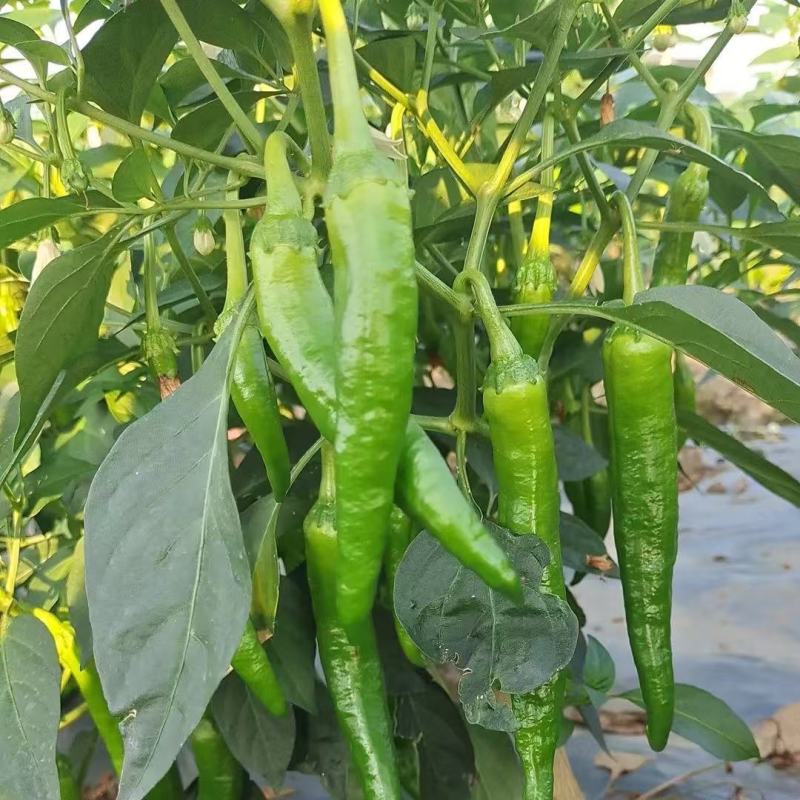 软皮55号辣椒，产地一手货源，量大优惠，对接市场电商平台