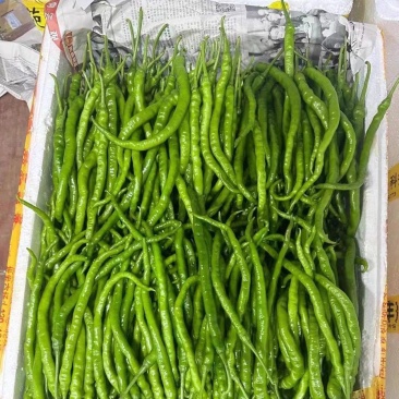 鸡肠辣椒，产地一手货源，量大优惠，欢迎新老客户前来合作