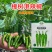 樟树港辣椒种子正宗樟树港椒出芽率高四季高产新种品牌种