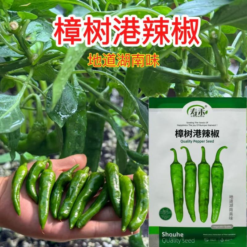 樟树港辣椒种子正宗樟树港椒出芽率高四季高产新种品牌种
