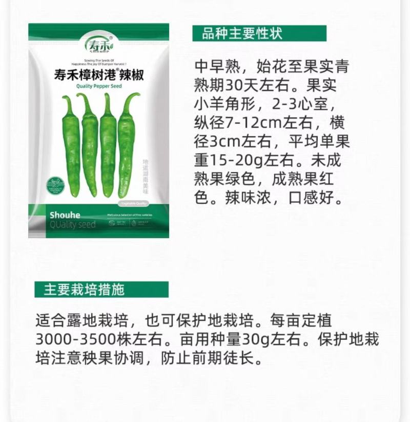 樟树港辣椒种子正宗樟树港椒出芽率高四季高产新种品牌种