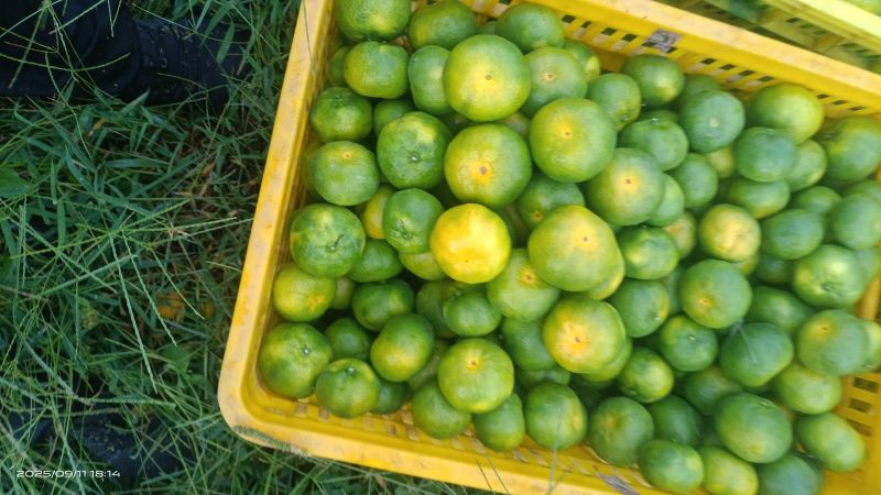 精品无籽化渣蜜橘，无籽口感超甜