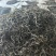 古树普洱茶