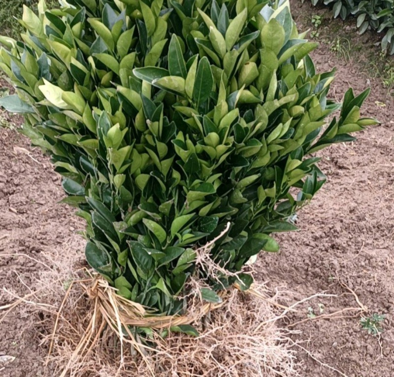 脐橙苗赣州橙子苗基地直发，大量现货供应，成活率高视频看货