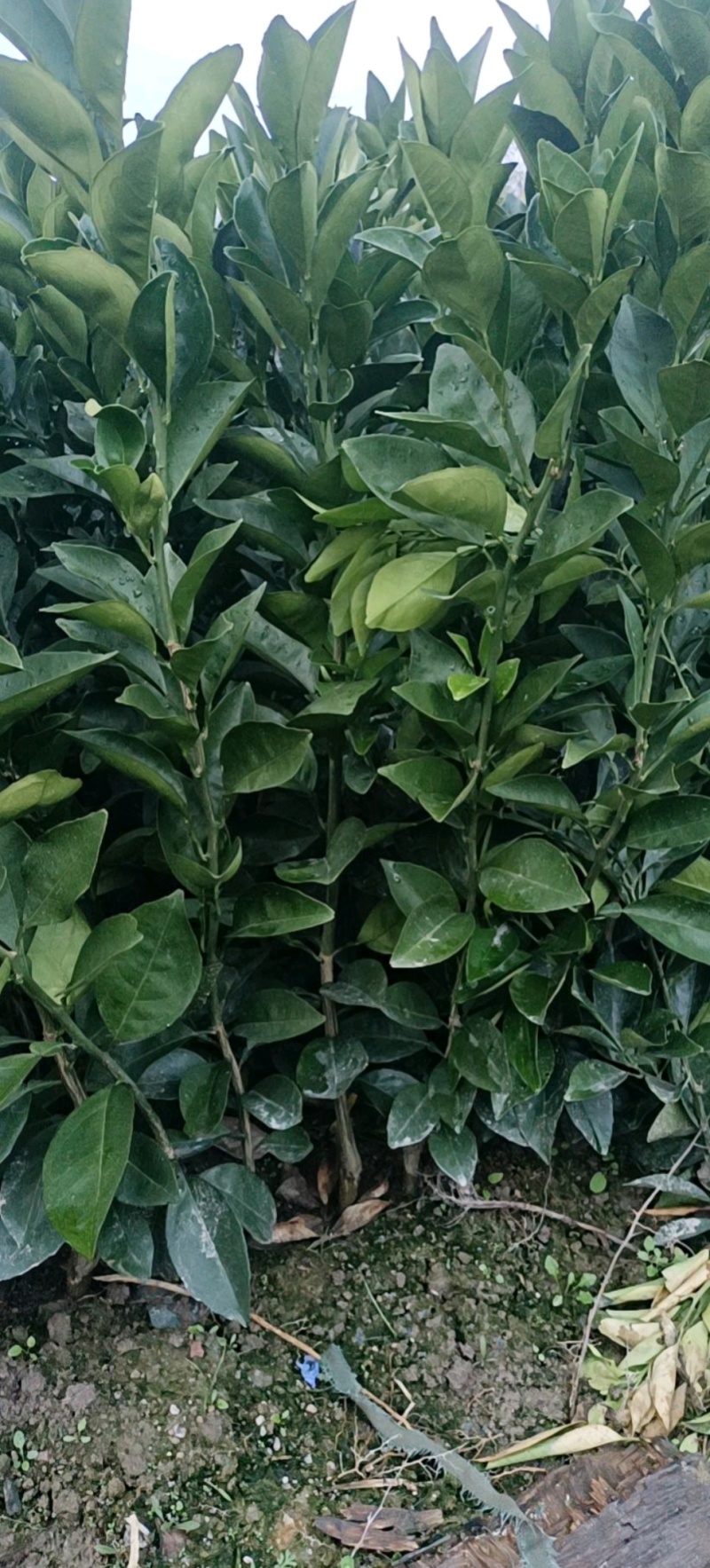 脐橙苗赣州橙子苗基地直发，大量现货供应，成活率高视频看货