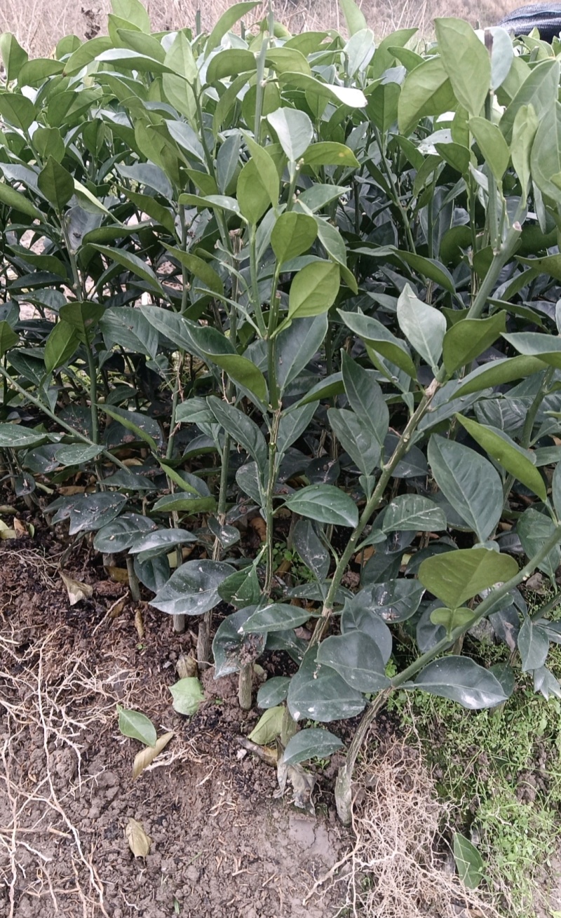 脐橙苗赣州橙子苗基地直发，大量现货供应，成活率高视频看货