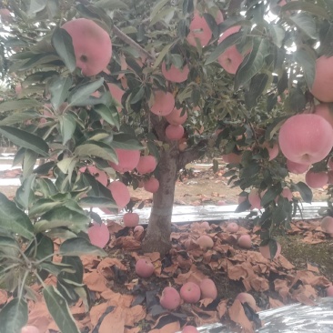 新红星苹果大量上市