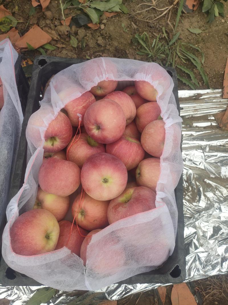 新红星苹果大量上市