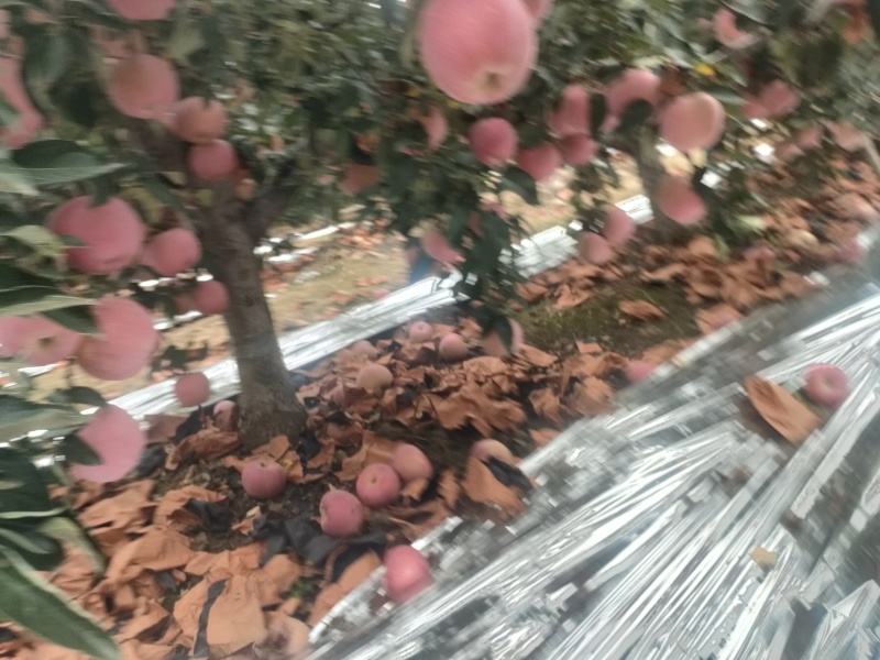 新红星苹果大量上市