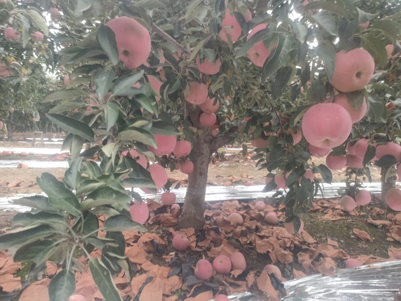 新红星苹果大量上市