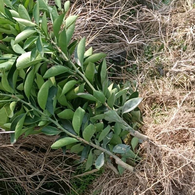 湖北脐橙苗基地直发大量现货供应，品质保证，成活率高代发货