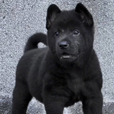 精品五黑犬虎头猫耳金钱尾，看家护院，陪伴家人