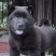 精品五黑犬虎头猫耳金钱尾，看家护院，陪伴家人