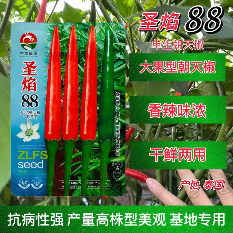 圣焰88一代杂交大果型朝天椒种子中早熟抗病强辣味香浓