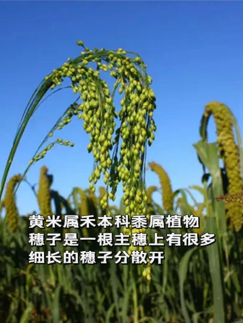 黄米可以吃饭