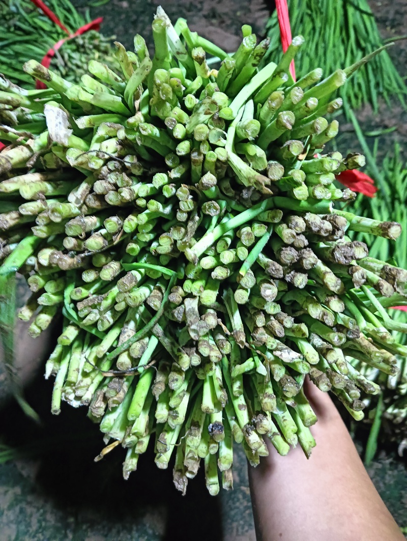 精品二刀韭菜大量上市中价格不高，颜色绿，高度40/45公