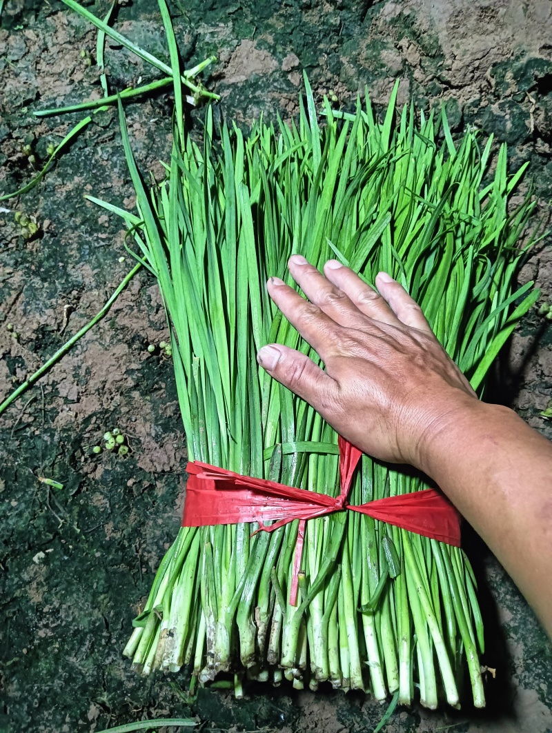 精品二刀韭菜大量上市中价格不高，颜色绿，高度40/45公