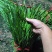 精品二刀韭菜大量上市中价格不高，颜色绿，高度40/45公