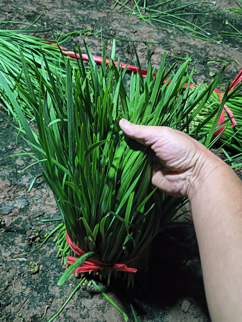 精品二刀韭菜大量上市中价格不高，颜色绿，高度40/45公