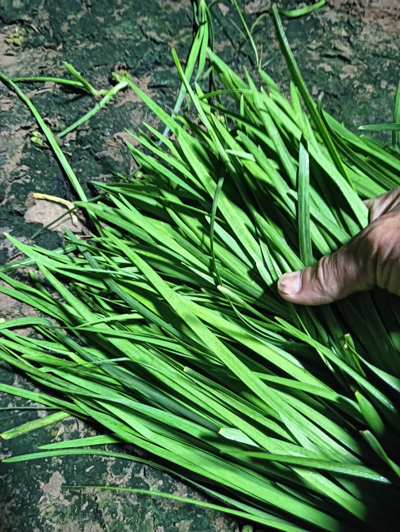 精品二刀韭菜大量上市中价格不高，颜色绿，高度40/45公