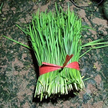 精品二刀韭菜大量上市中价格不高，颜色绿，高度40/45公