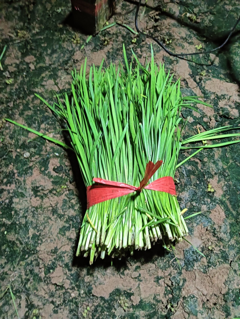 精品二刀韭菜大量上市中价格不高，颜色绿，高度40/45公