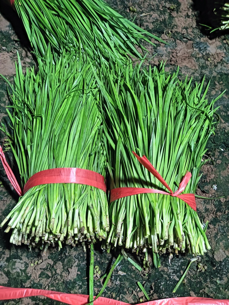 精品二刀韭菜大量上市中价格不高，颜色绿，高度40/45公