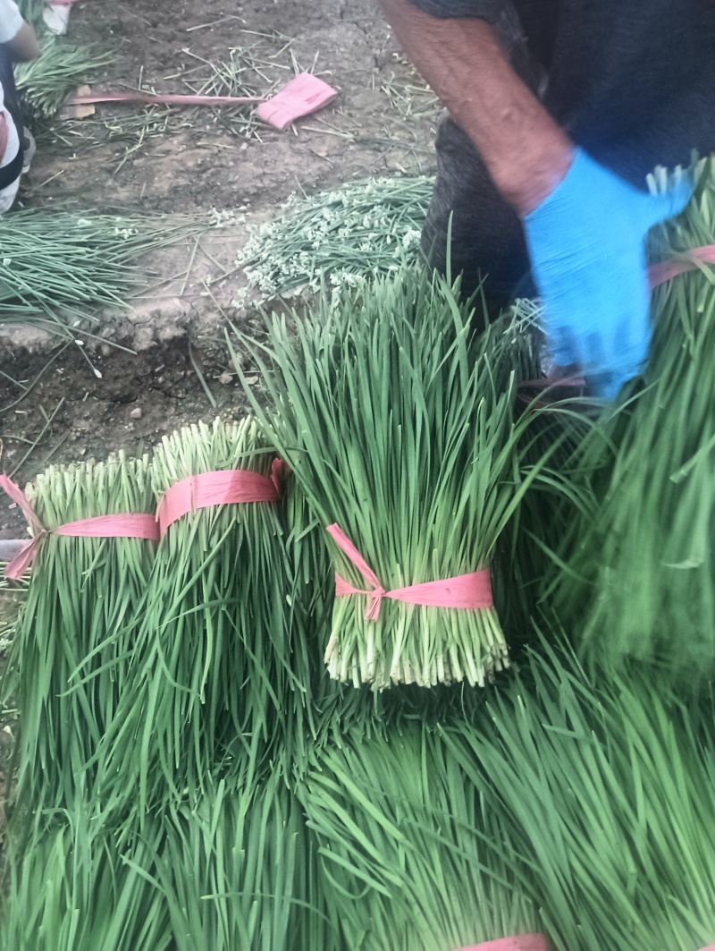 精品二刀韭菜大量上市中价格不高，颜色绿，高度40/45公