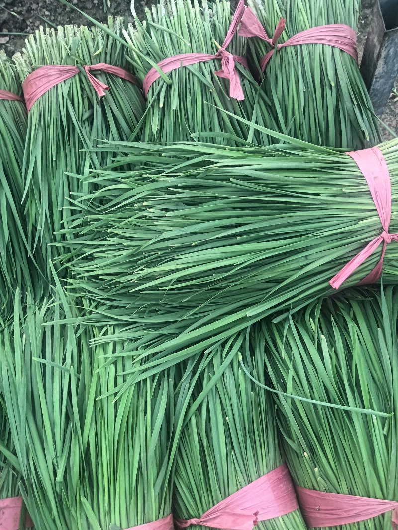 精品二刀韭菜大量上市中价格不高，颜色绿，高度40/45公