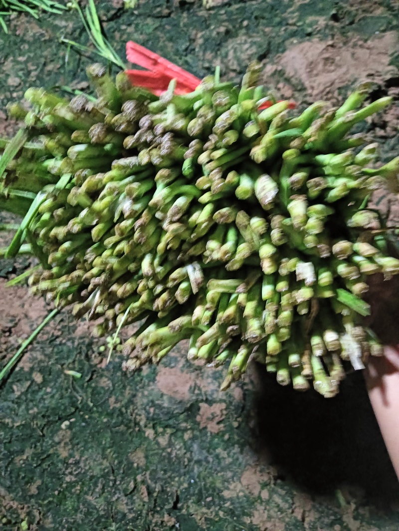 精品二刀韭菜大量上市中价格不高，颜色绿，高度40/45公
