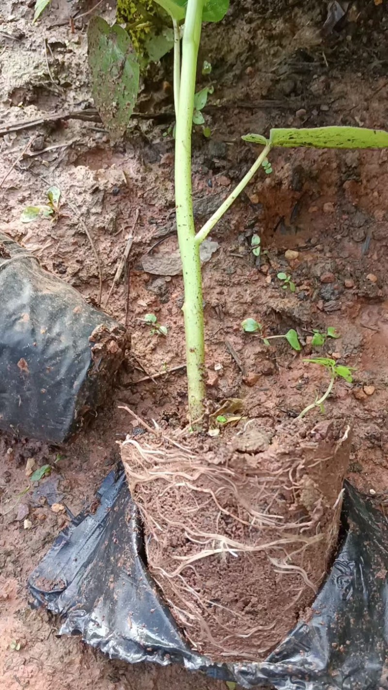 云南保山优质树番茄脱毒苗种苗批发