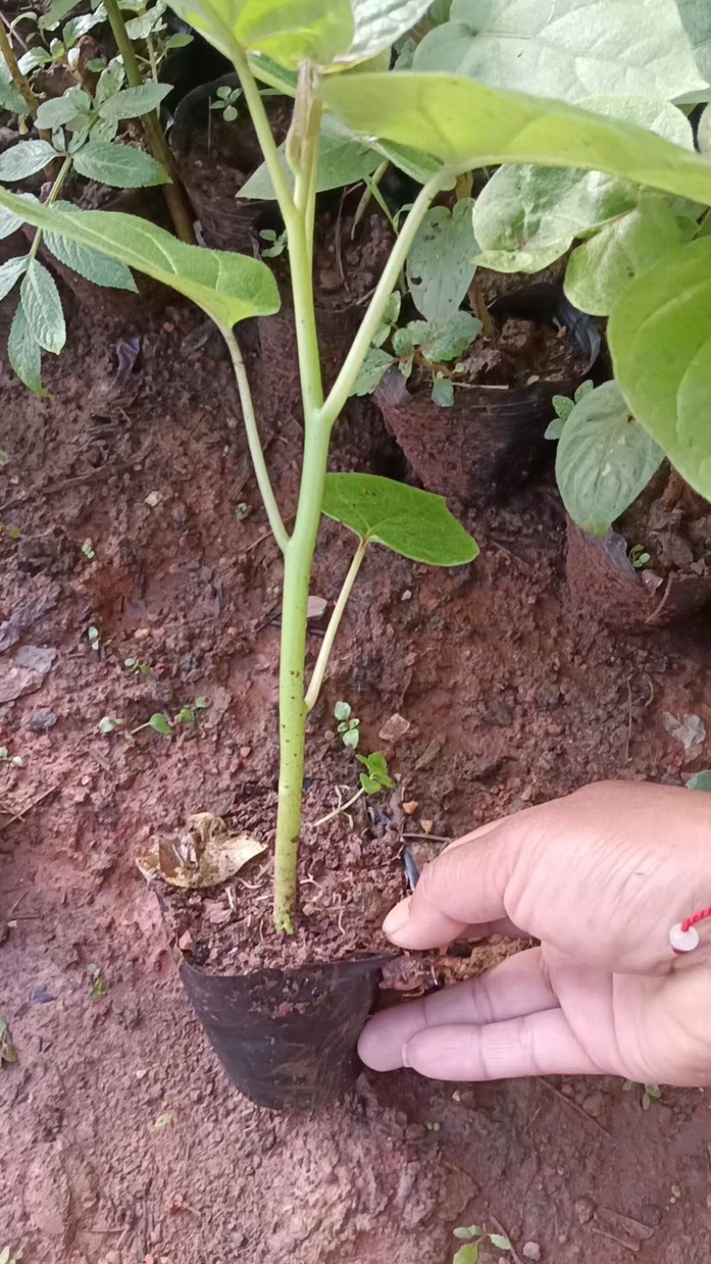 云南保山优质树番茄脱毒苗种苗批发
