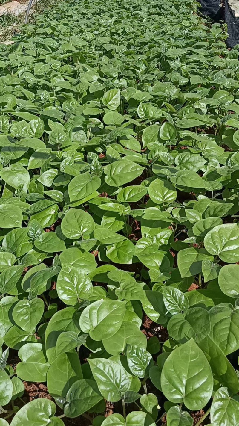 云南保山优质树番茄脱毒苗种苗批发