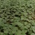 云南保山优质树番茄脱毒苗种苗批发