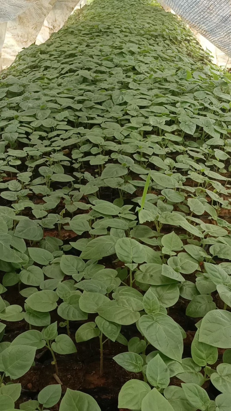 云南保山优质树番茄脱毒苗种苗批发