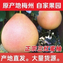 正宗梅州三红柚红心蜜柚，专业对接精品市场果电商果产地直发