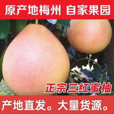 正宗梅州三红柚红心蜜柚，专业对接精品市场果电商果产地直发