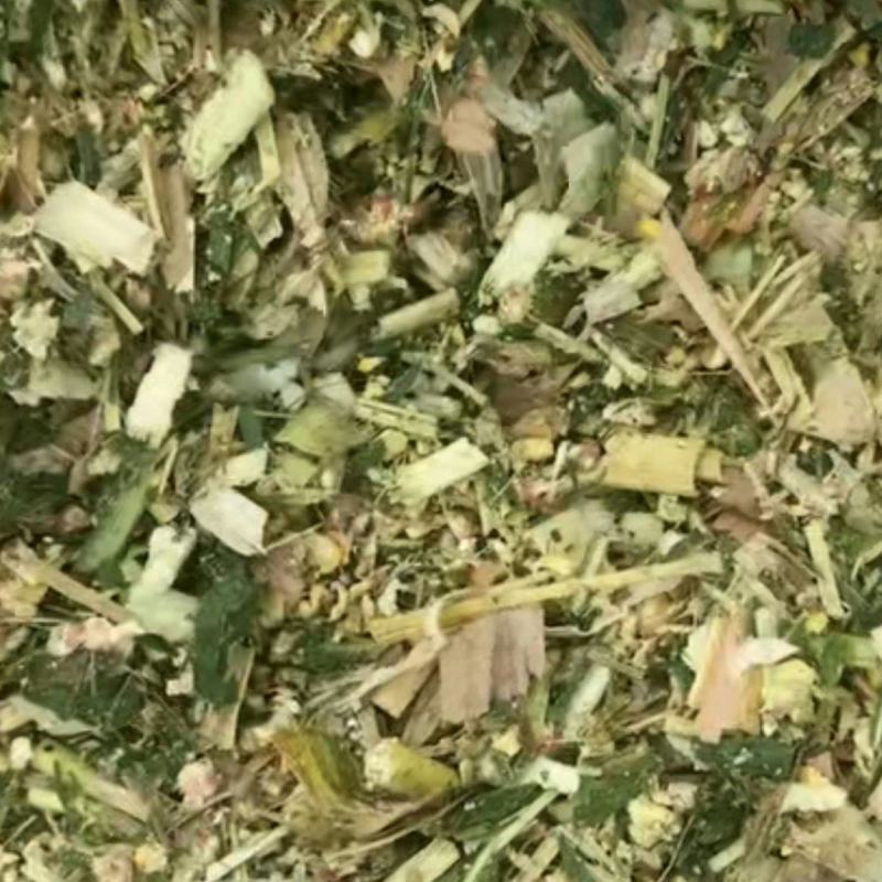 玉米青储，双30标准