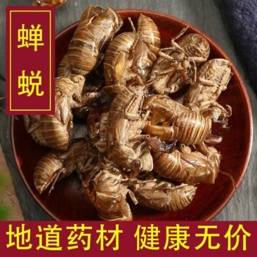 中药材蝉蜕批发蝉衣蝉壳虫蜕虫退爬了猴壳