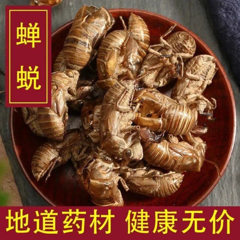 中药材蝉蜕批发蝉衣蝉壳虫蜕虫退爬了猴壳