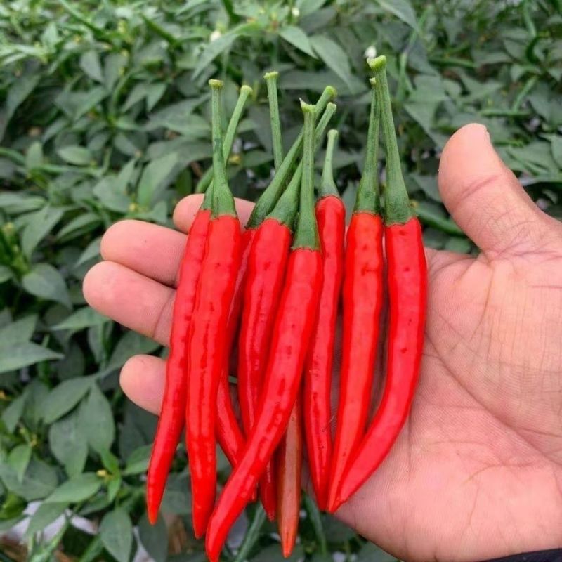 椒千金3号大果朝天椒种子硬果单生中晚熟杂交朝天椒