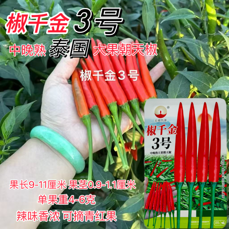 椒千金3号大果朝天椒种子硬果单生中晚熟杂交朝天椒