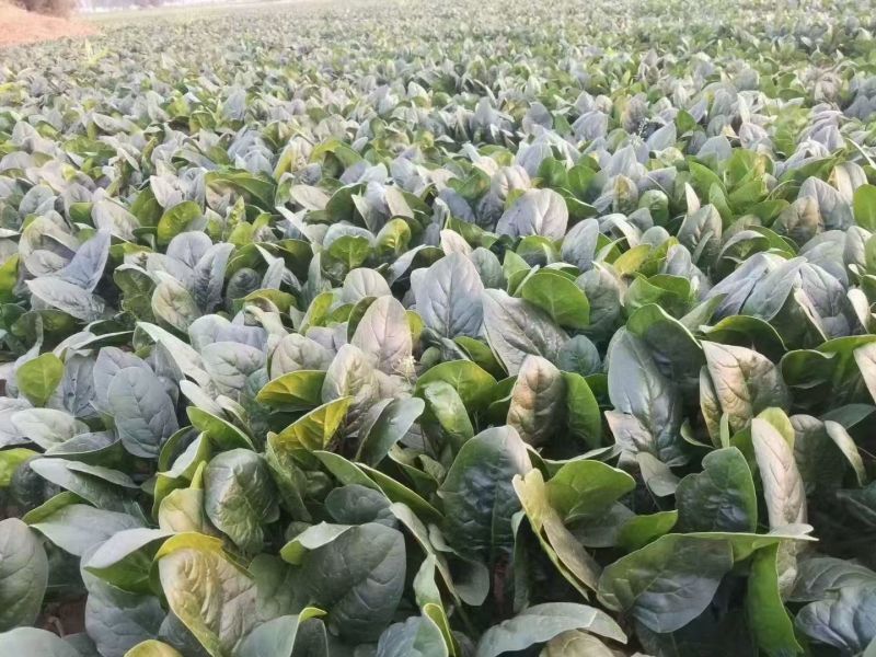 豫艺杂交菠菜种子墨玉绿菠菜种籽深绿色耐寒春秋越冬蔬菜种子