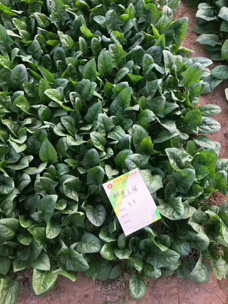 豫艺杂交菠菜种子墨玉绿菠菜种籽深绿色耐寒春秋越冬蔬菜种子