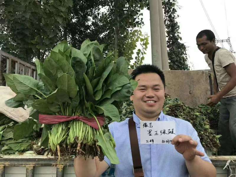 豫艺杂交菠菜种子墨玉绿菠菜种籽深绿色耐寒春秋越冬蔬菜种子