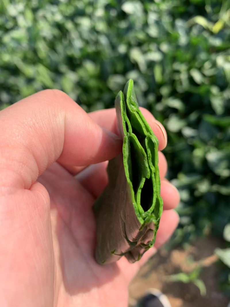 豫艺杂交菠菜种子墨玉绿菠菜种籽深绿色耐寒春秋越冬蔬菜种子