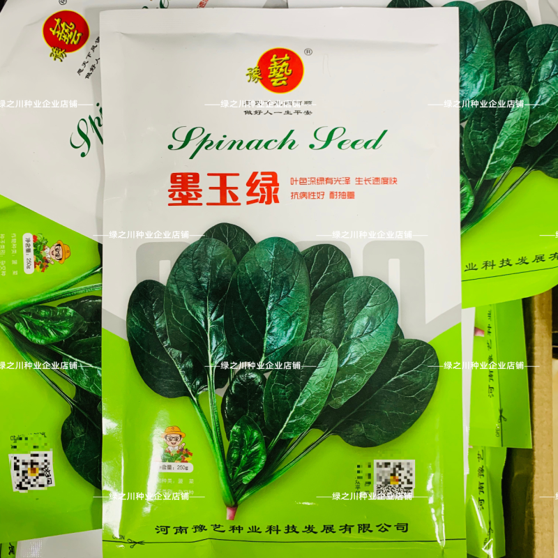 豫艺杂交菠菜种子墨玉绿菠菜种籽深绿色耐寒春秋越冬蔬菜种子