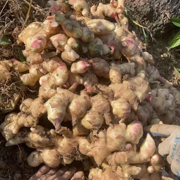 大量生姜出售